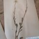 Anders's herbarium - ancient Swedish herbarium boards