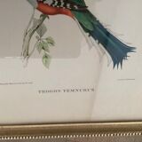 Bird lithographs