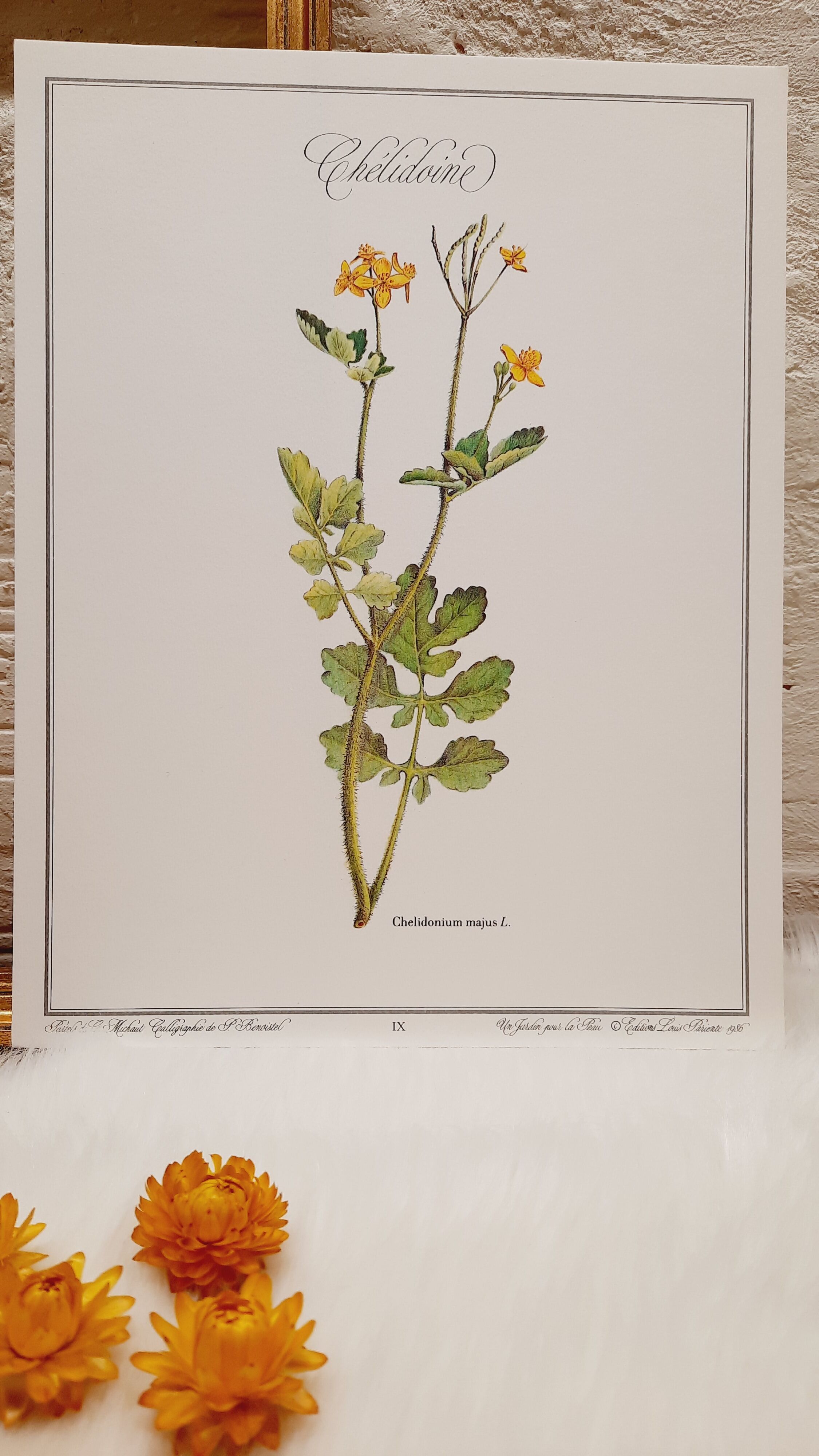 Planche botanique chelidoine