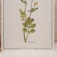 Planche botanique chelidoine