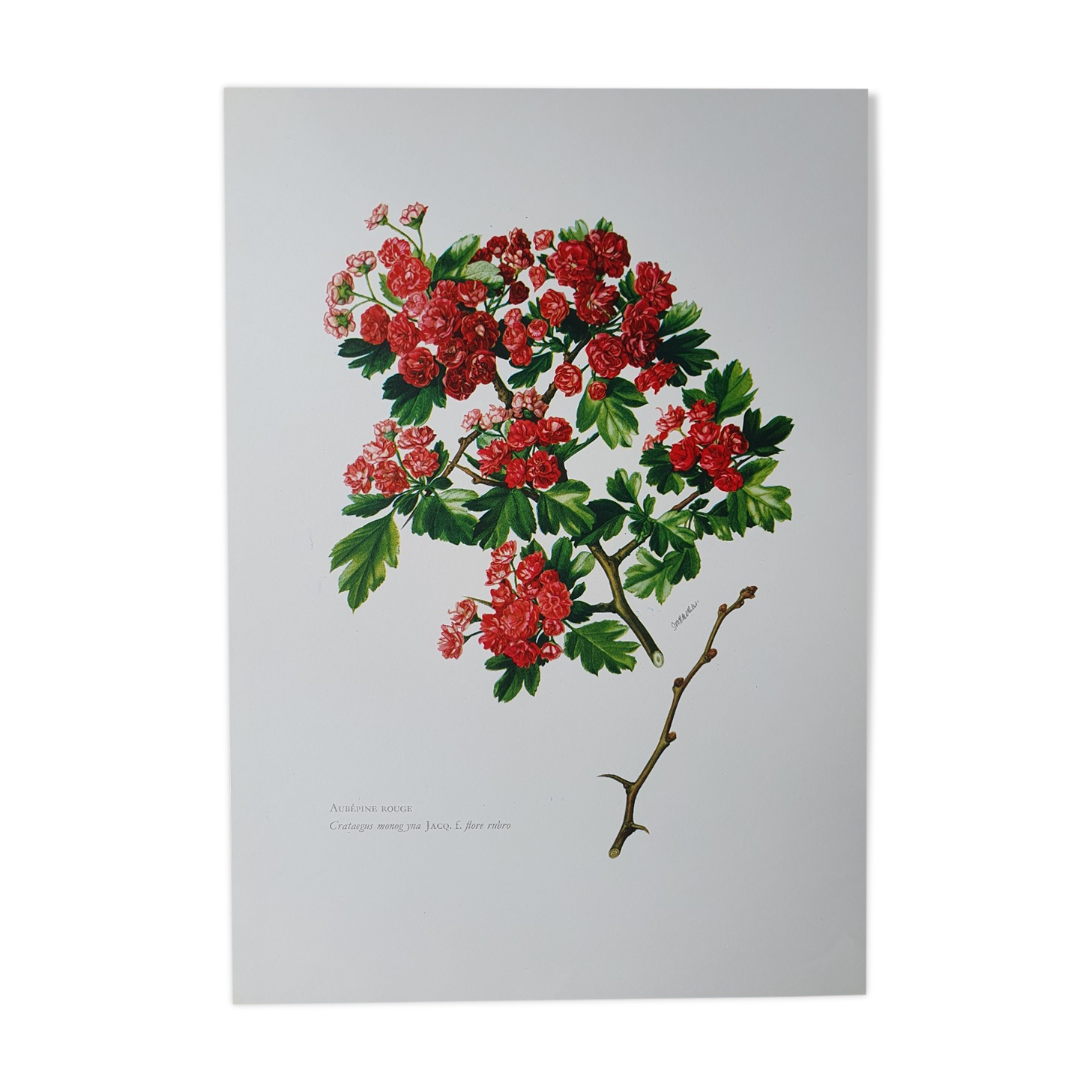 Red hawthorn botanical board