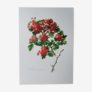 Red hawthorn botanical board