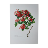 Red hawthorn botanical board