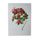 Red hawthorn botanical board