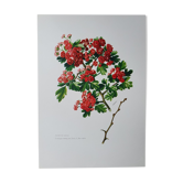 Red hawthorn botanical board