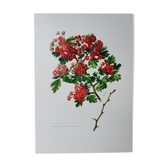 Red hawthorn botanical board