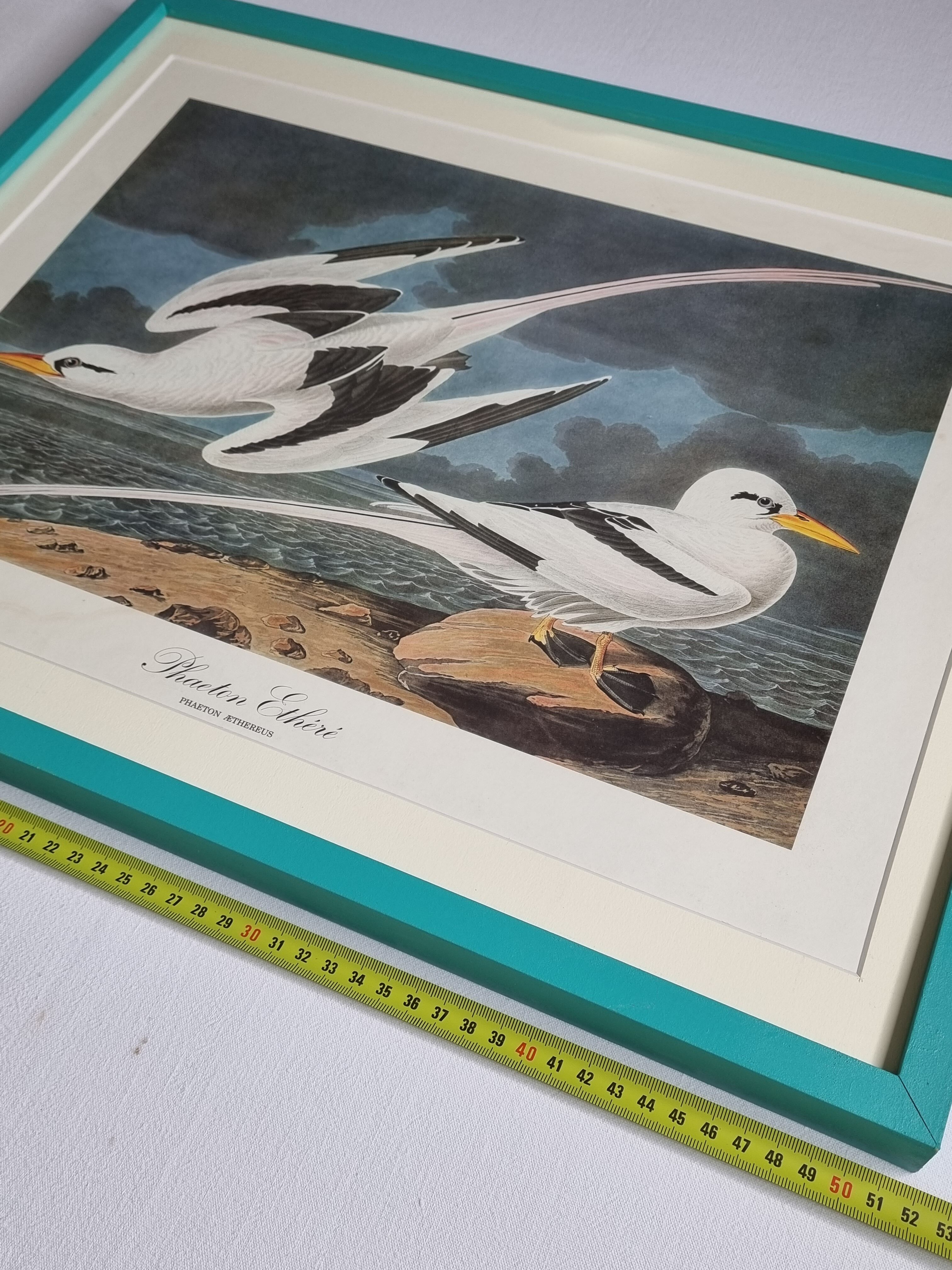 Vintage reproduction after jean-jacques audubon, ornithology, phaeton etheré