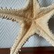 Starfish cabinet of curiosities 33 cm