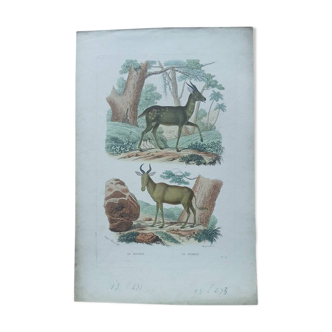Poster - old zoological engraving - bosbok / hartebeest (mid 19th century)