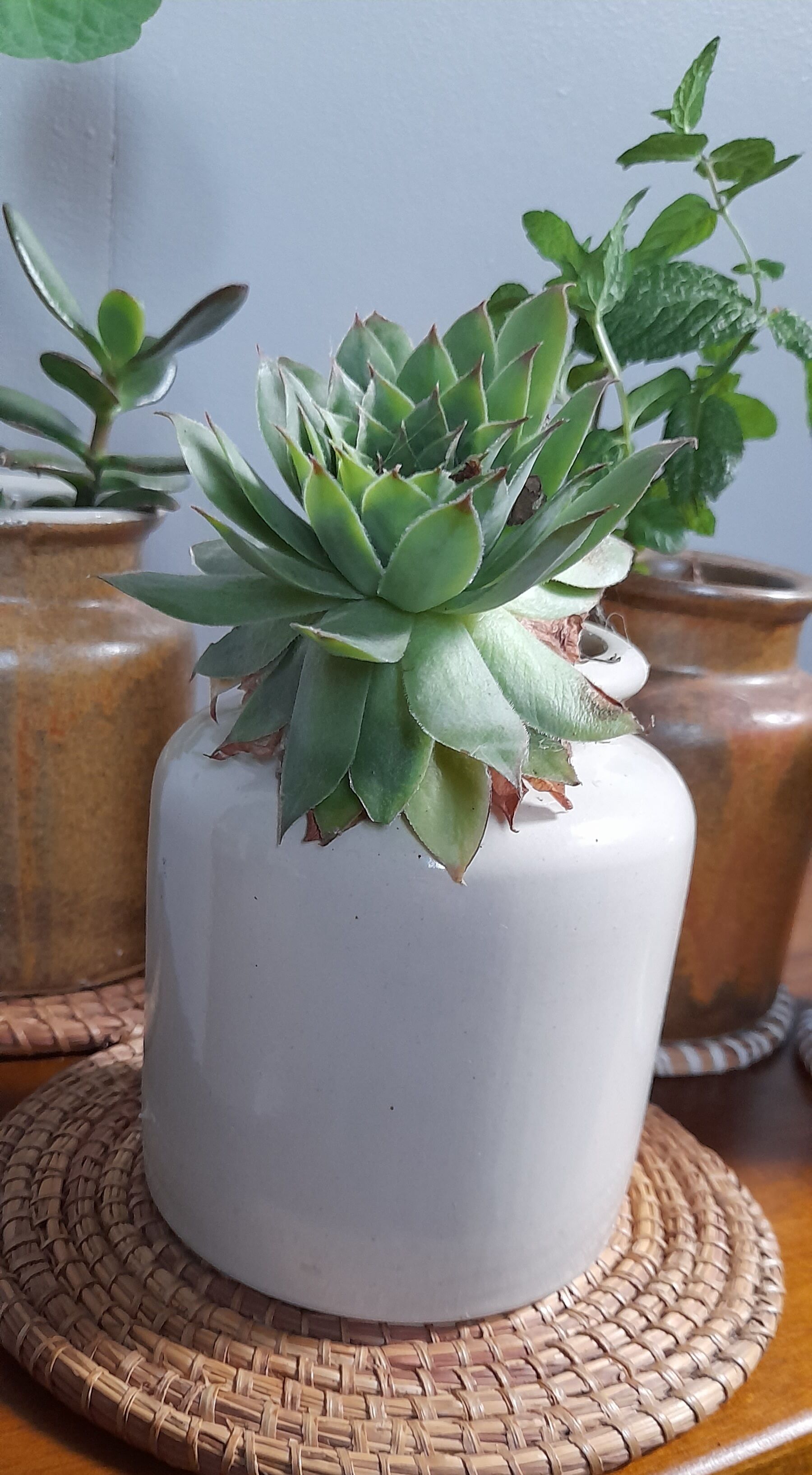 Lot de 3 pots en grès, anciens pots à moutarde