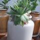 Lot de 3 pots en grès, anciens pots à moutarde