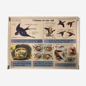 Affiche école vintage la primevère et l’oiseau et son nid