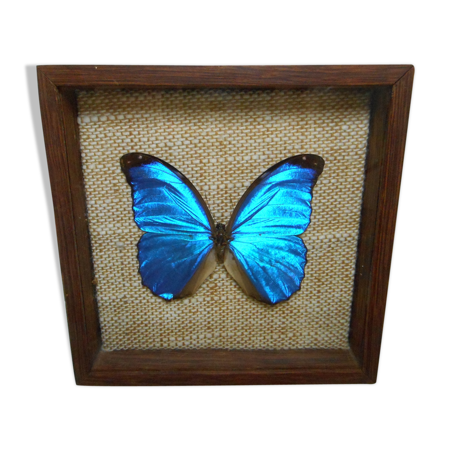 Ancient morpho butterfly under frame