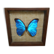 Ancient morpho butterfly under frame