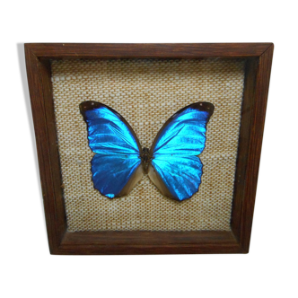 Ancient morpho butterfly under frame