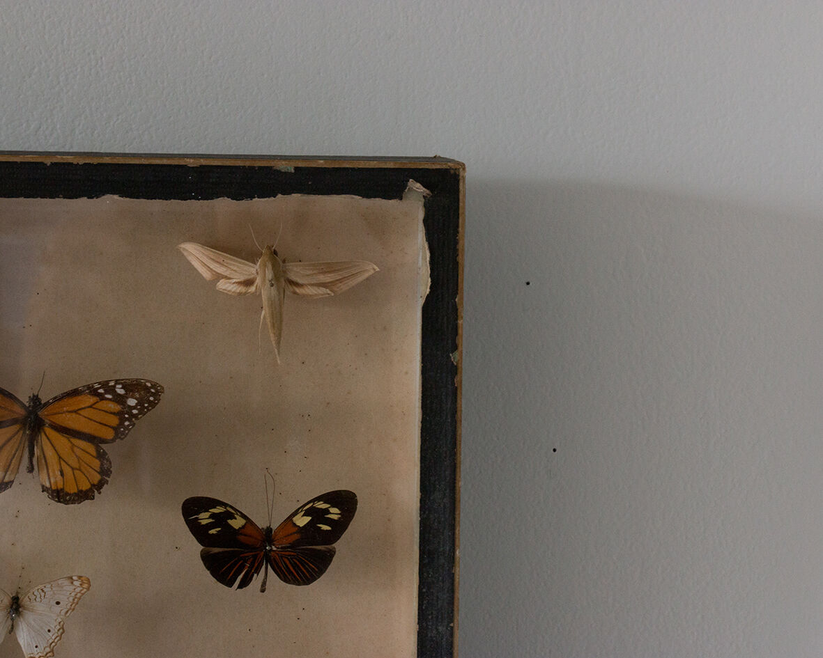 Framed butterflies