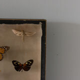 Framed butterflies