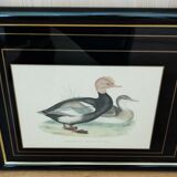Gravure canard siffleur à tête rouge