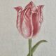 La Roche Laffitte (Born in 1943) - Watercolour drawing on silk - Tulip