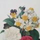 Impression vintage Fleur Bouquet de Camélias
