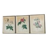 Series of 3 botanical frames from the 70s
