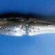 Napoleon III leg of lamb service, silver handle, stainless steel blade