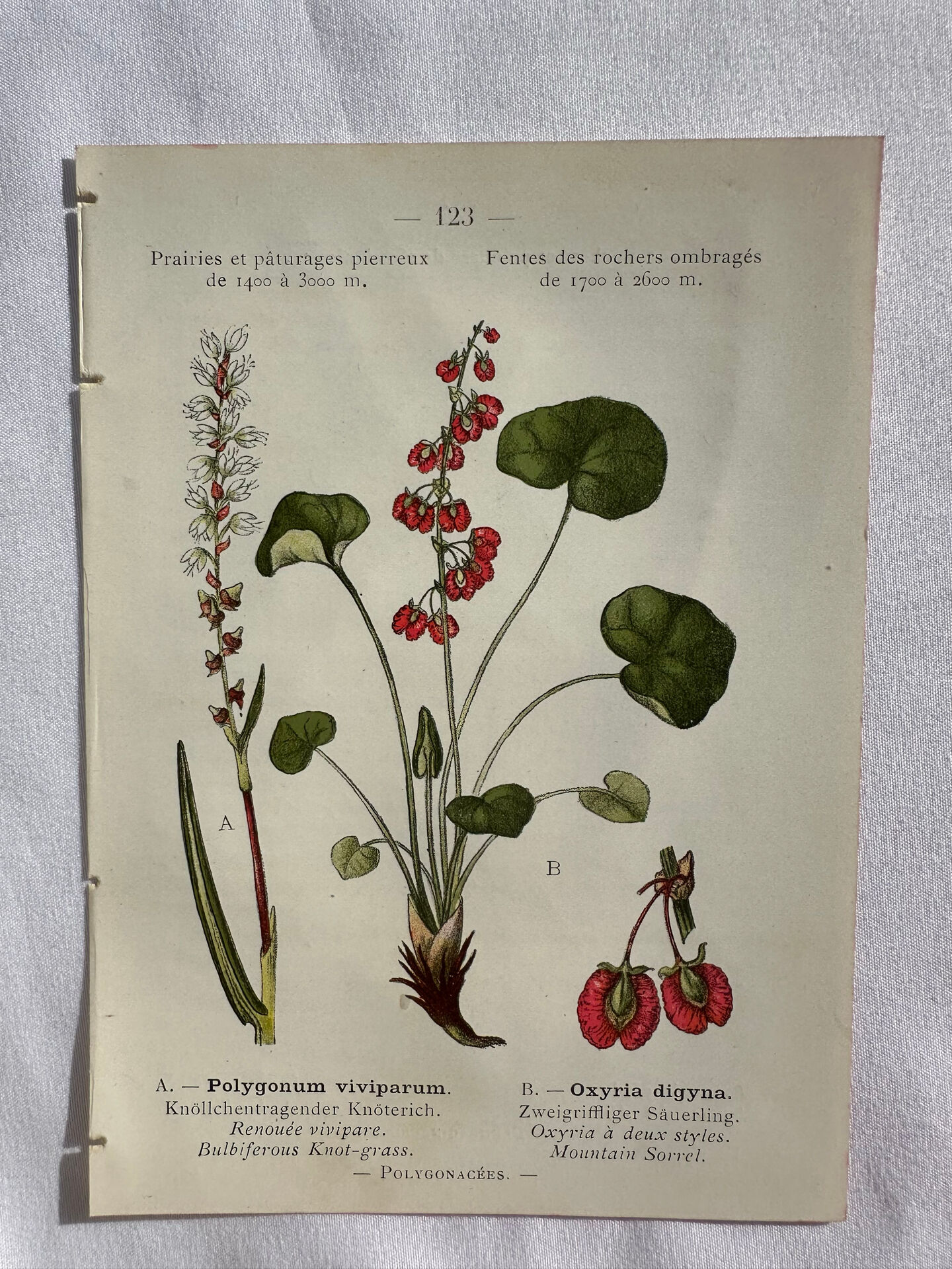 Naturalist Plate – 19th Century Botanical Engraving, Double-Sided