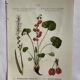 Naturalist Plate – 19th Century Botanical Engraving, Double-Sided