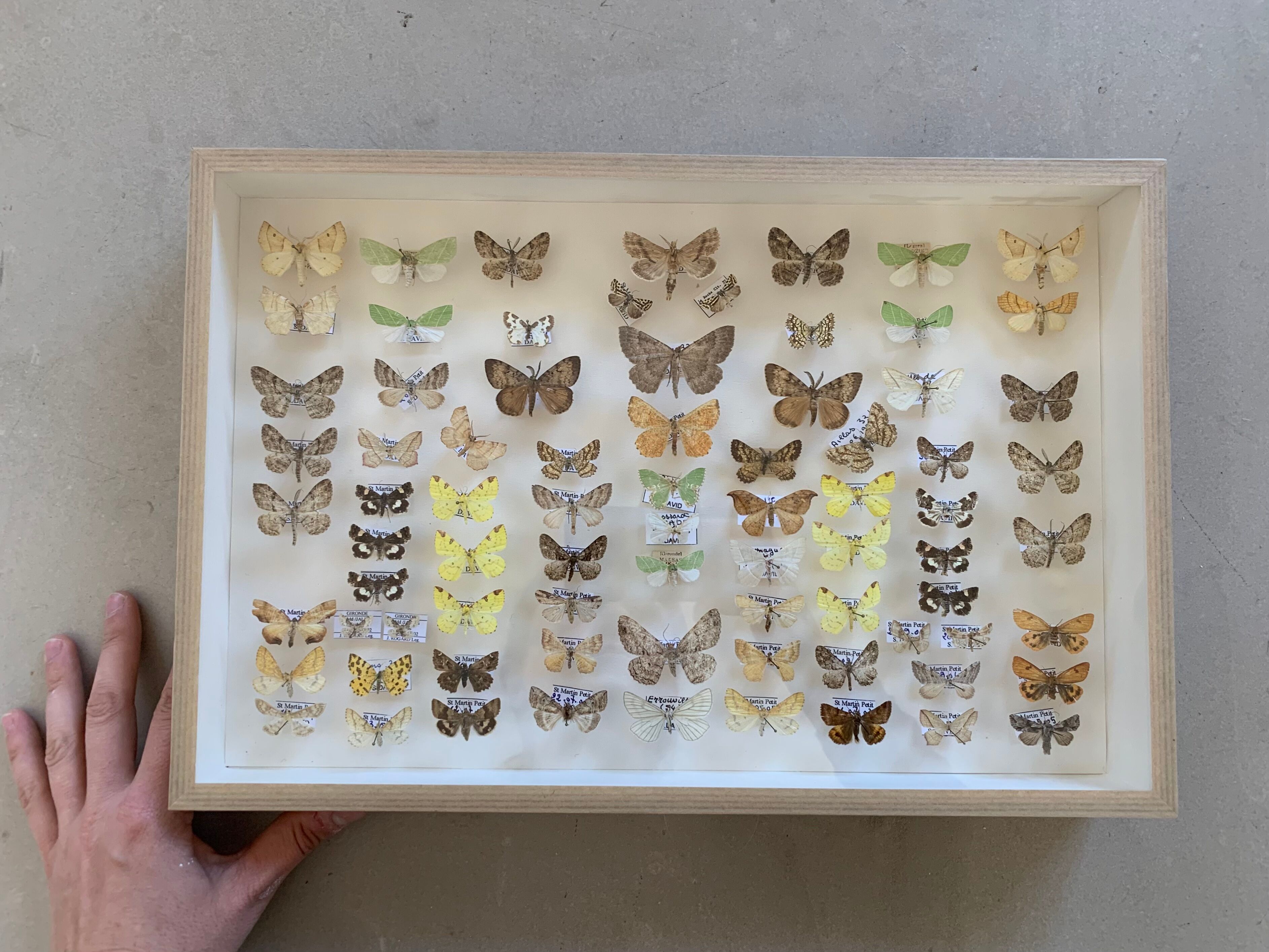 Butterflies stuffed under glass