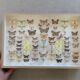 Butterflies stuffed under glass