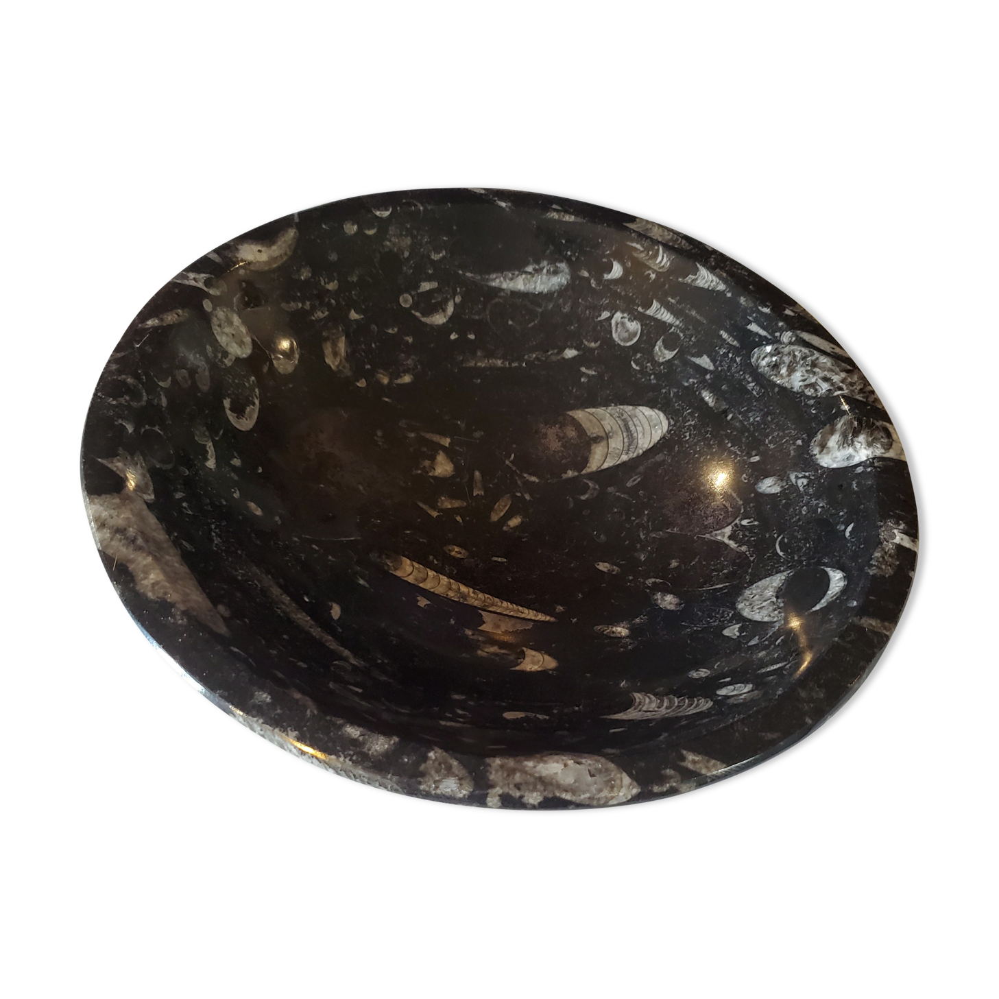 Fossilized marble cup