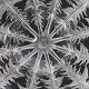 Dandelion cup signed Lalique VDA, glassware from Alsace