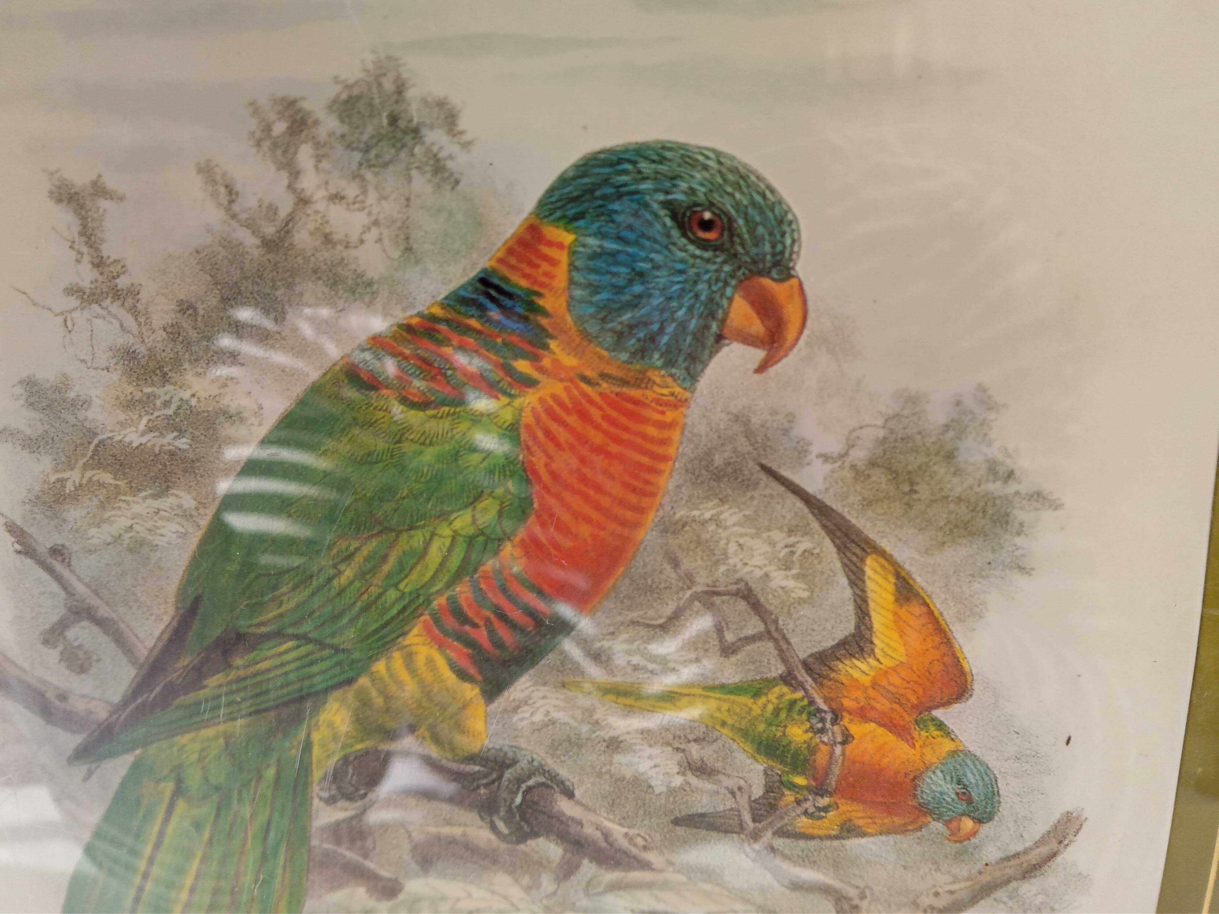 Tableau oiseau Lori