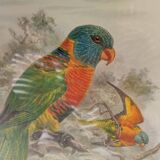 Tableau oiseau Lori