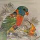 Tableau oiseau Lori
