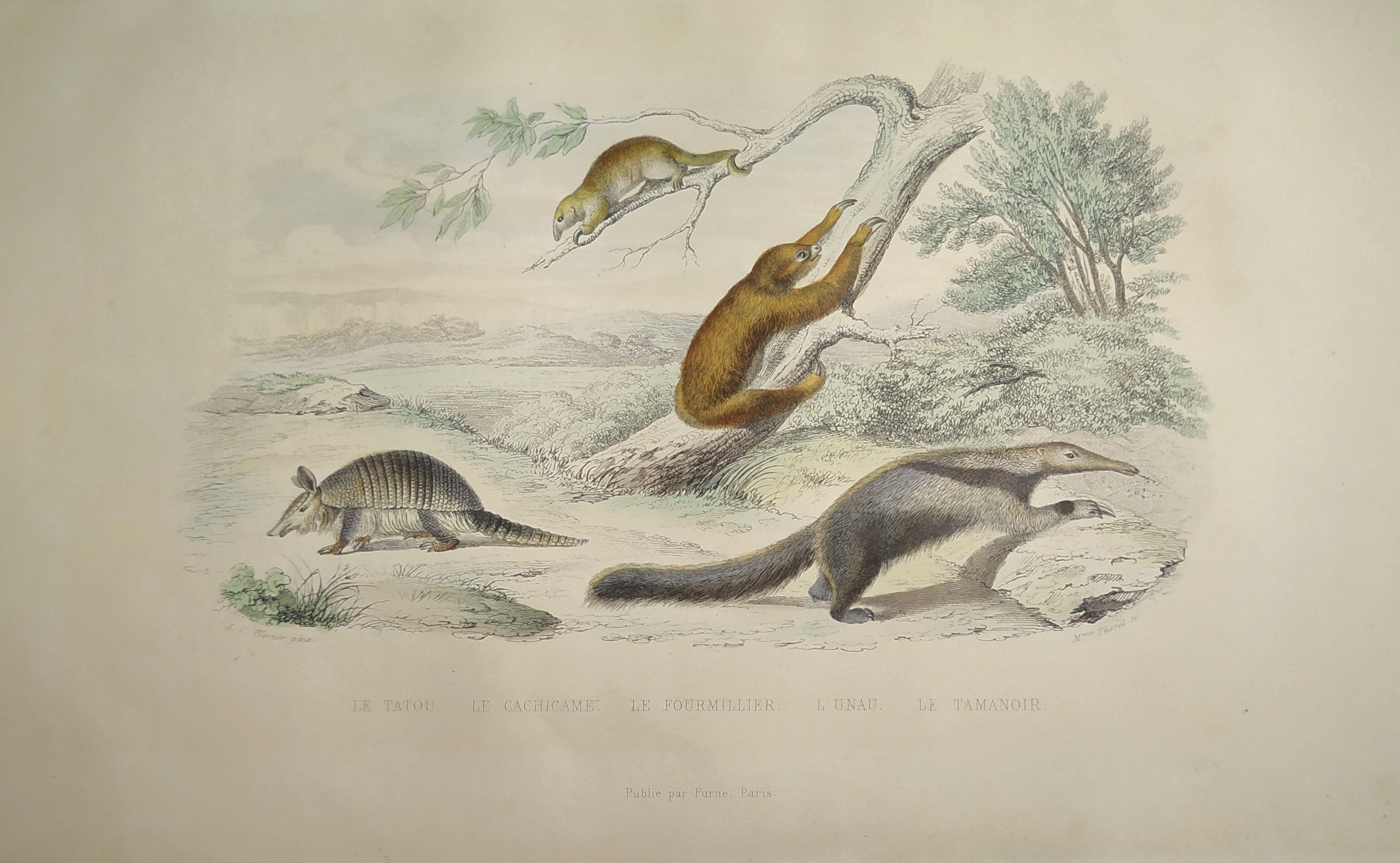 Original zoological board "tatou - cachicame - antelier tamanoir - unau " buffon 1838