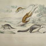Original zoological board "tatou - cachicame - antelier tamanoir - unau " buffon 1838