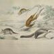 Original zoological board "tatou - cachicame - antelier tamanoir - unau " buffon 1838