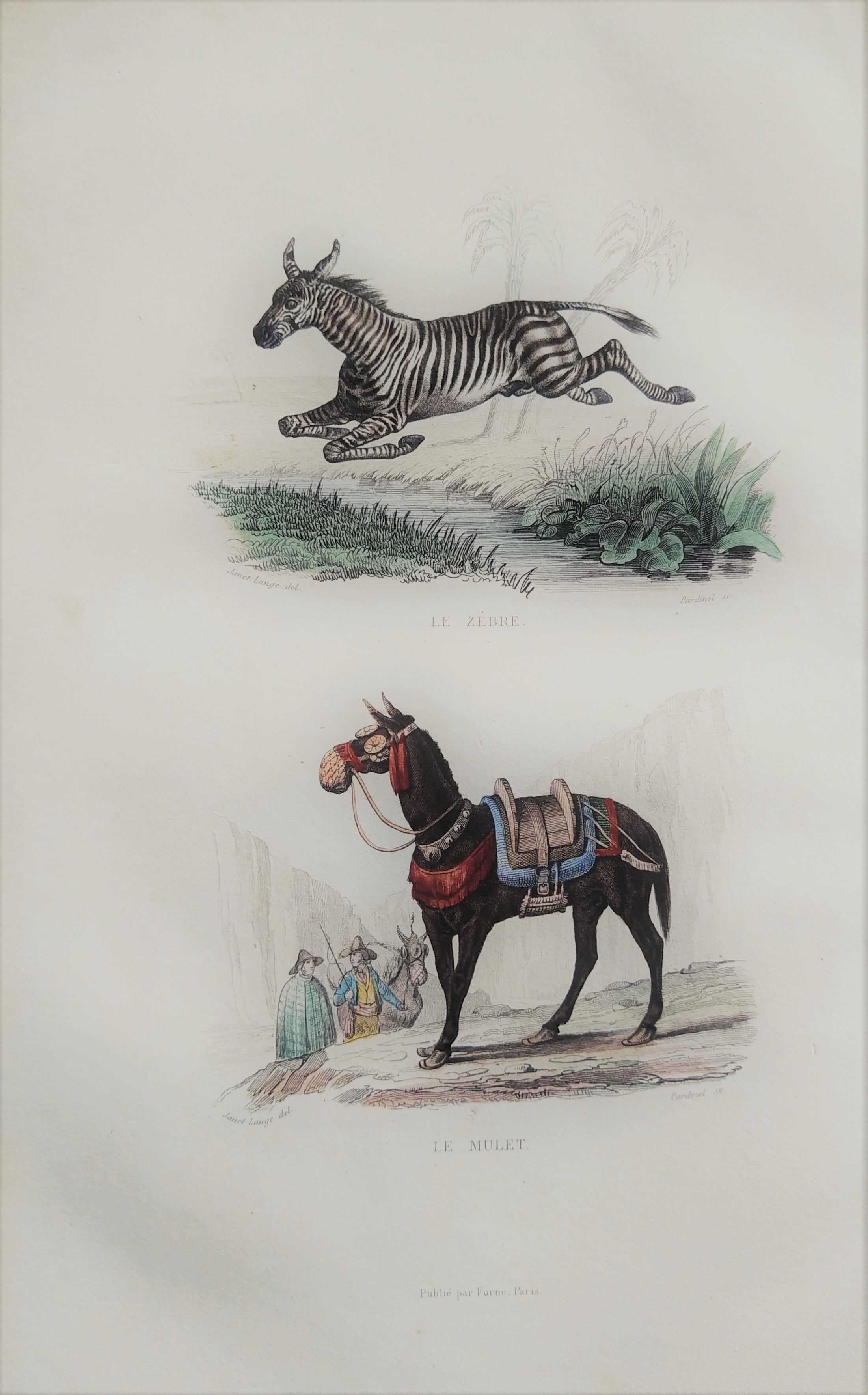 Original zoological plank "Zebra and Mulet" Buffon 1840