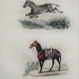 Original zoological plank "Zebra and Mulet" Buffon 1840