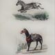 Original zoological plank "Zebra and Mulet" Buffon 1840