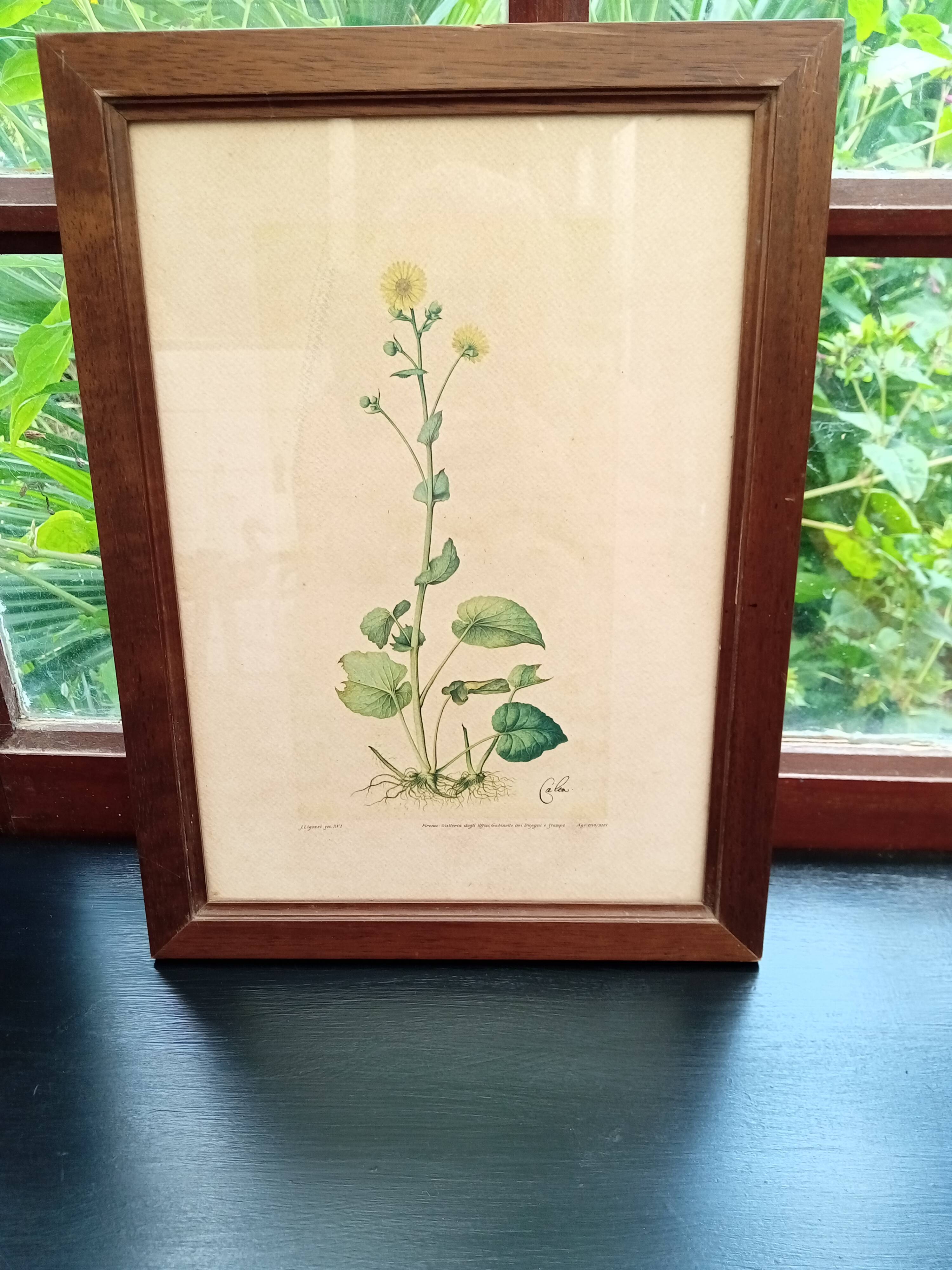 Botanical plate