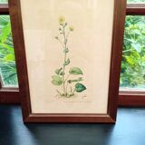 Botanical plate