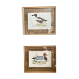 Set of two english engravings