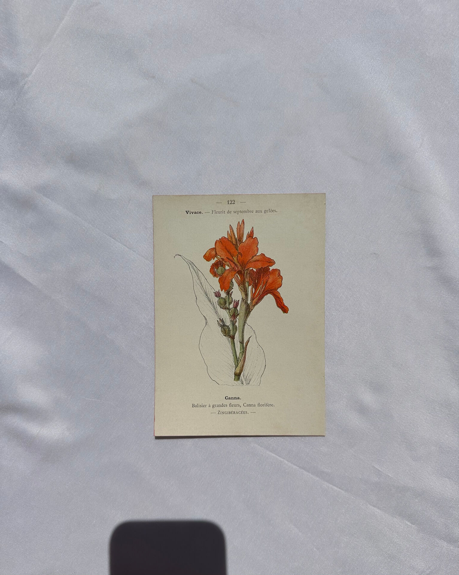 🌿 Botanical Plate Old Naturalist Engraving 19th Century Double-Sided A