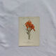 🌿 Botanical Plate Old Naturalist Engraving 19th Century Double-Sided A