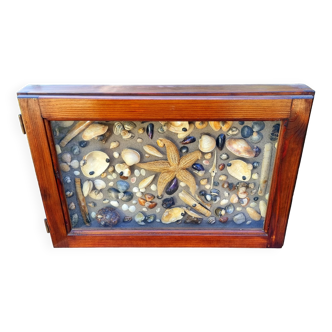 Shell and starfish display case