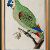 Small poster about the parakeet, after an old engraving from 1610.