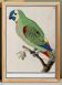 Small poster about the parakeet, after an old engraving from 1610.