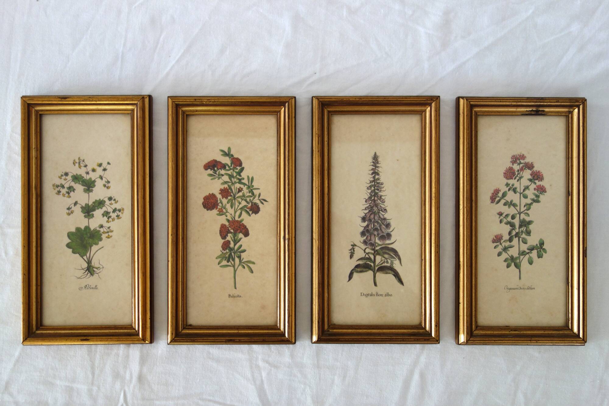 Set of 4 vintage plant botanical lithograph paintings